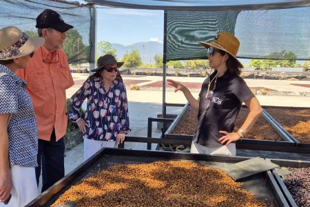 Coffee Process Tour + Cupping Experience & Boquerón Park